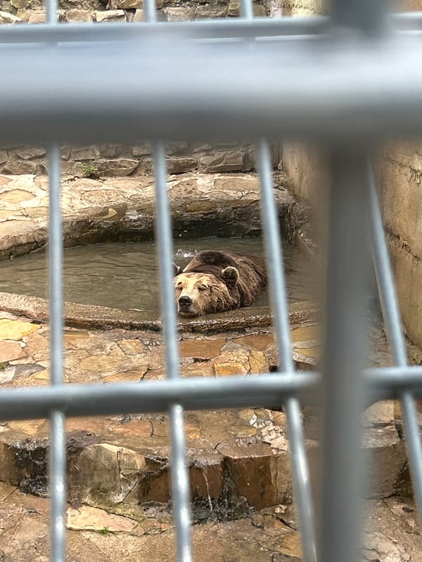 Brown bear spotted in shallow enclosure pool during morning hours