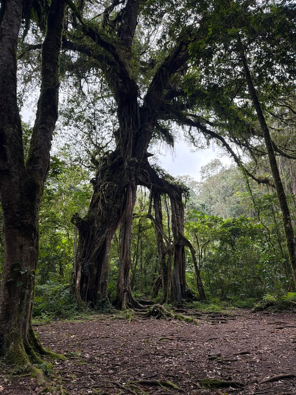 Ancient forest with colossal trees documented in Baturiti, Indonesia