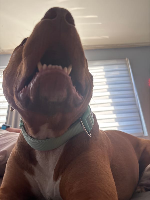 Dog rests and yawns indoors in Sofia residence
