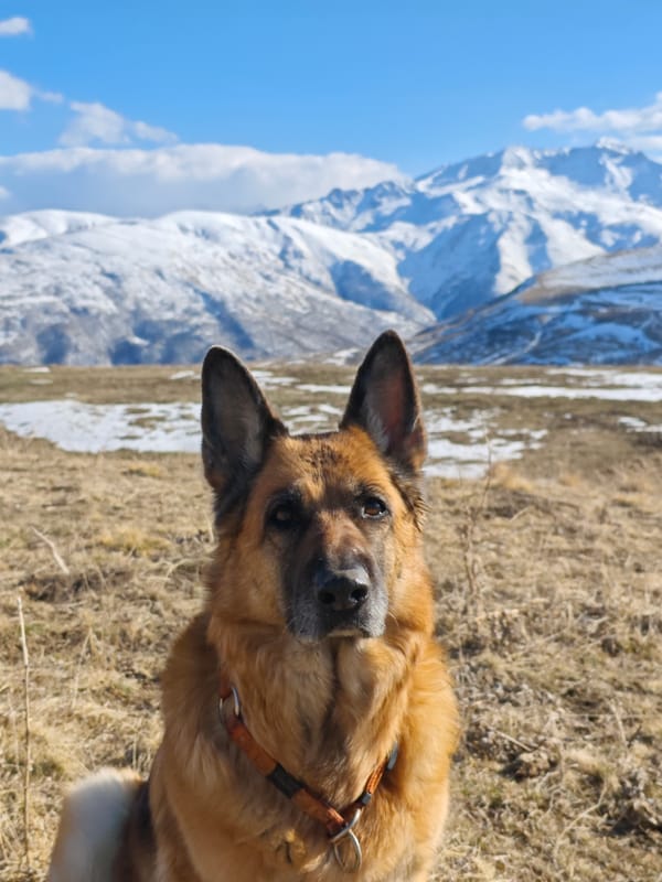 Mountain excursion documented near Tyrnyauz with woman, dog, SUV
