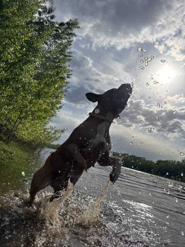 Woman and dog enjoy sunny waterfront outing in Chaikovsky