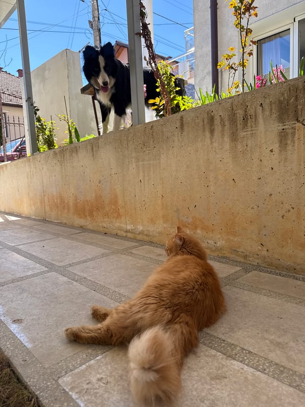 Cats and dog spotted around residential Berkovitsa neighborhood