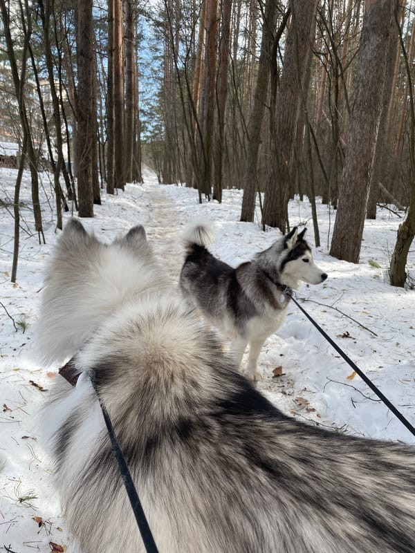 Snowy winter scene captured at Kirov Park Forest, Izhevsk
