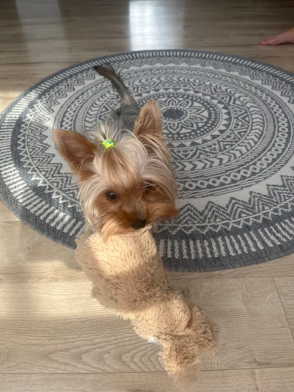 Yorkshire Terrier plays and naps at home in Moldova