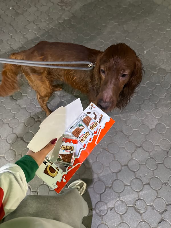 Dogs spotted on Yerevan pavement, one eyeing chocolate treats