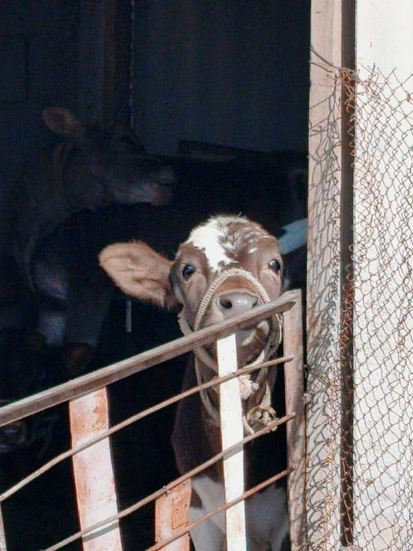 Mixed snapshots: farmland, a calf, a drill, and text cards