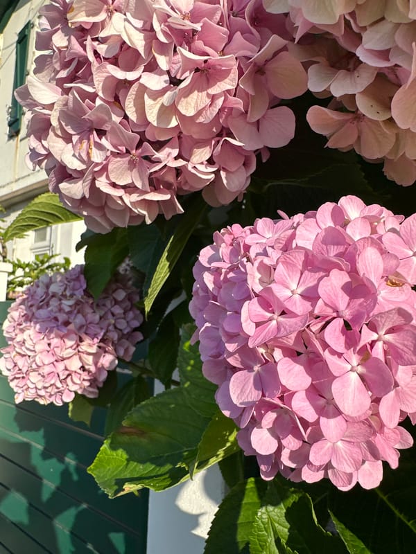 Pink hydrangeas in full bloom, bathed in warm sunlight