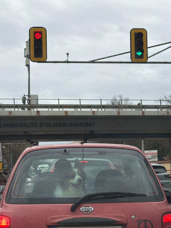 Dog spotted in car at Sofia traffic light