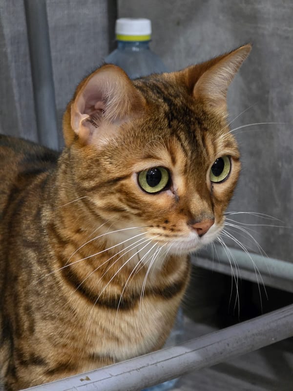 Bengal cat captured in domestic moments across Russian home