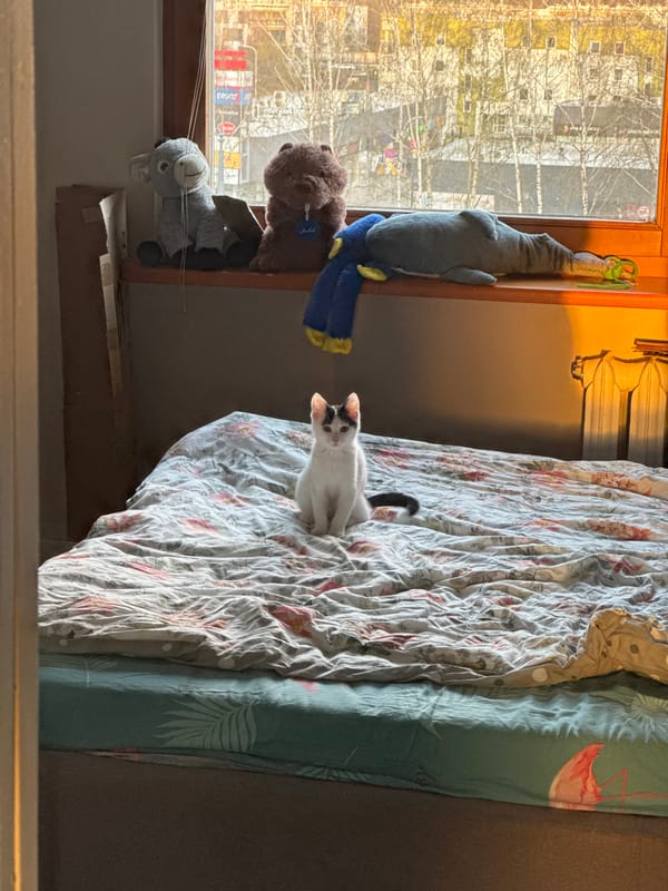 White and black kitten explores Łódź home, treadmill included