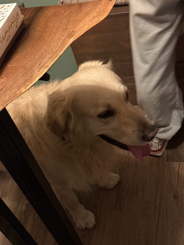 Pet owner documents evening home life in Yerevan apartment