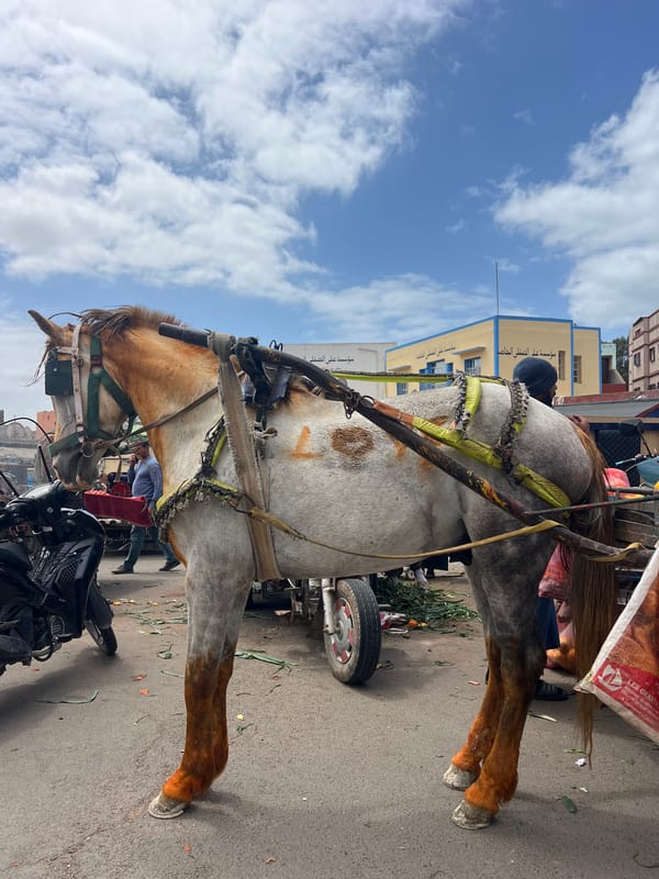 Horse-drawn cart with goods spotted on Safi street