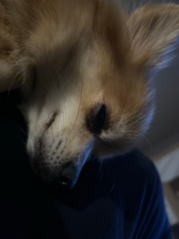 Dog at home birthday celebration in Varshets, Bulgaria