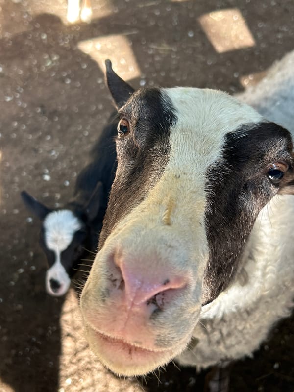 Afternoon at a Moscow-area farm park, animals everywhere
