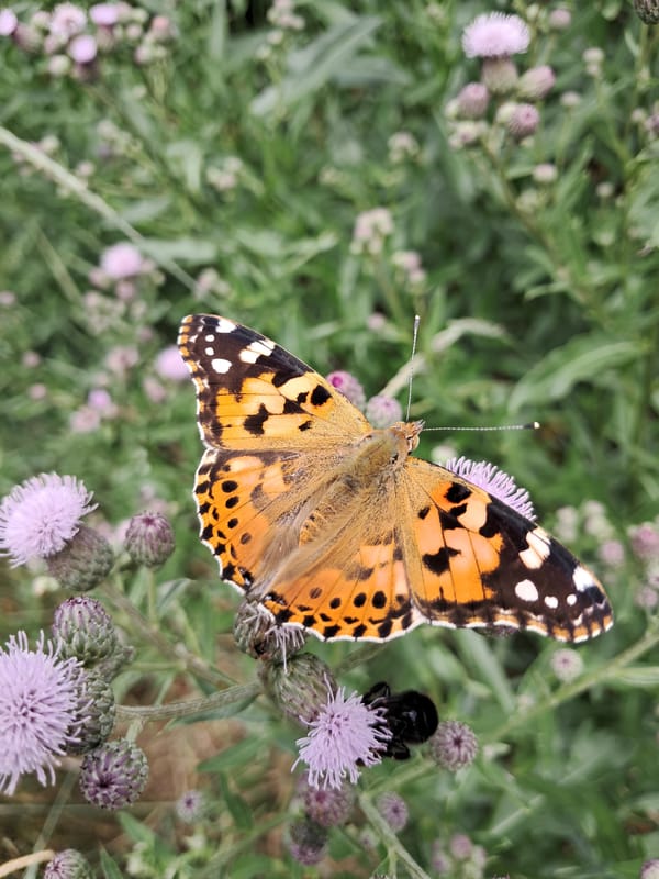 Butterflies, wildflowers, and garden plants on a summer morning