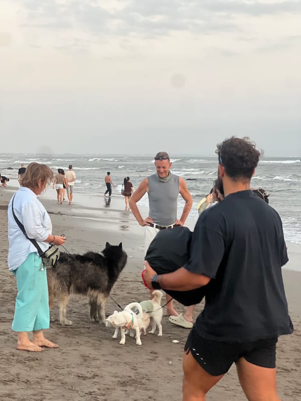 Dogs and a civet draw a crowd on a North Kuta beach