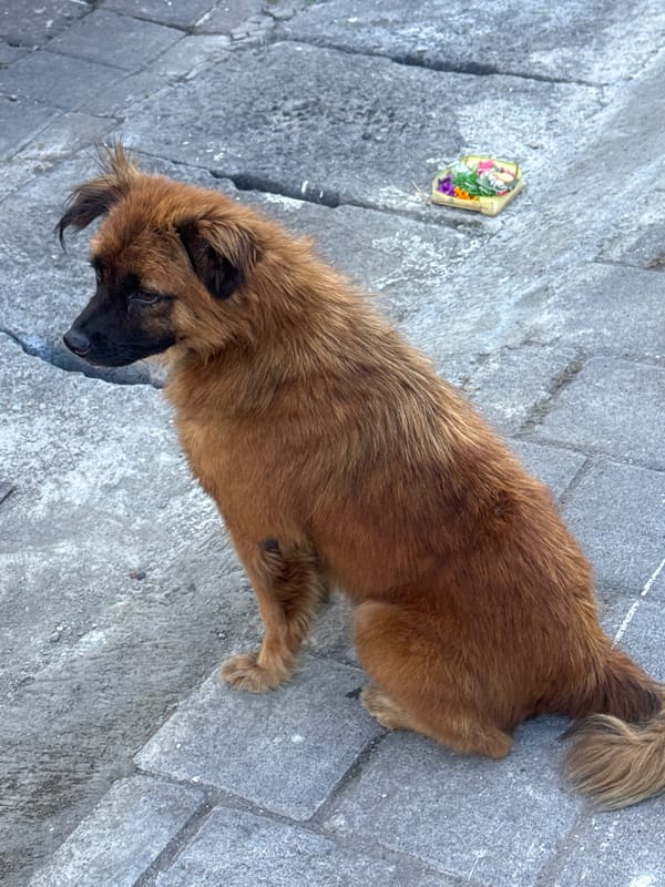 Dog rests near parked scooters in Kuta street scene
