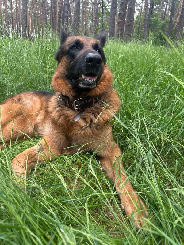 German Shepherd forest walk with wildflowers and nature details