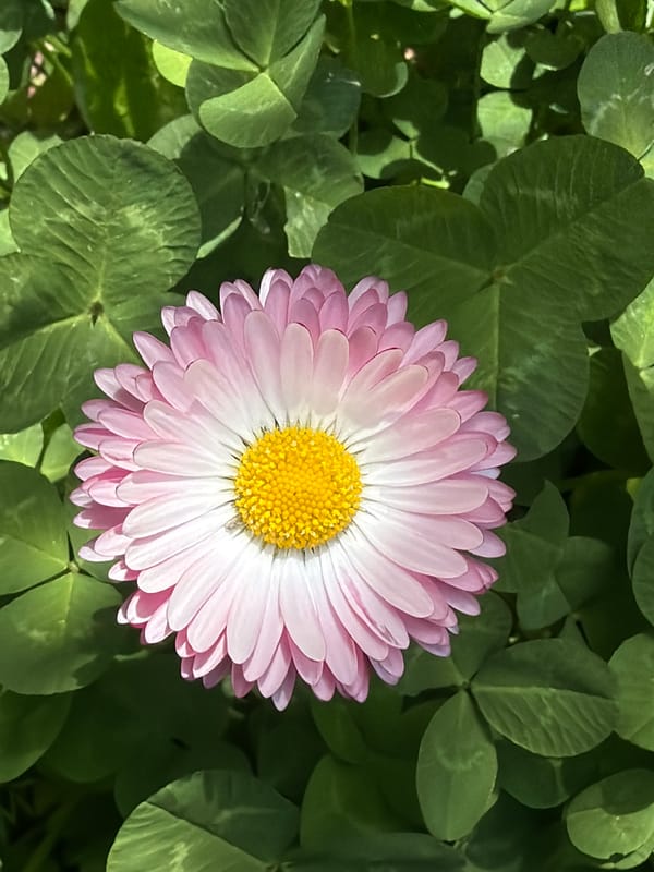 Spring wildflowers bloom in Varna, Bulgaria parks
