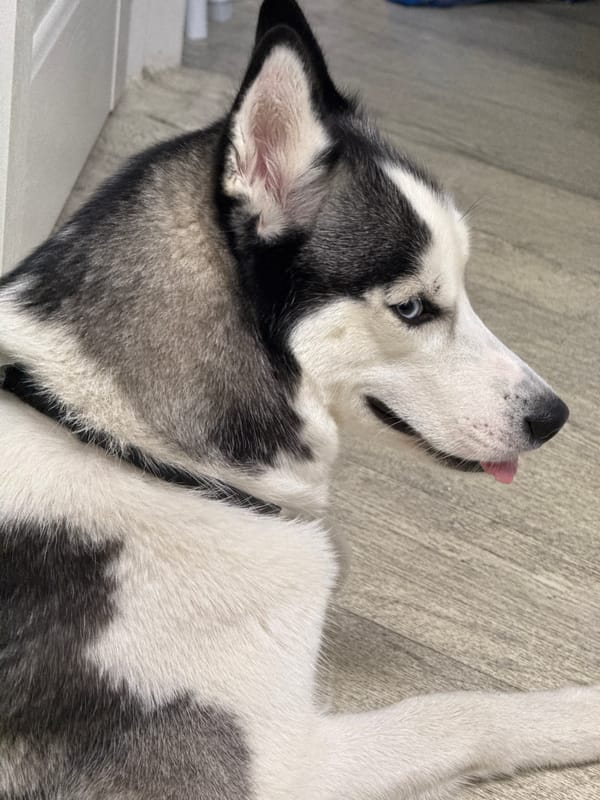 Husky on the floor, drinks in hand — a quiet evening in Tolyatti