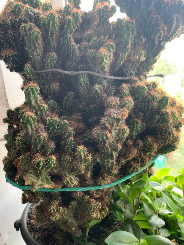 Close-up shots of indoor houseplants in pots