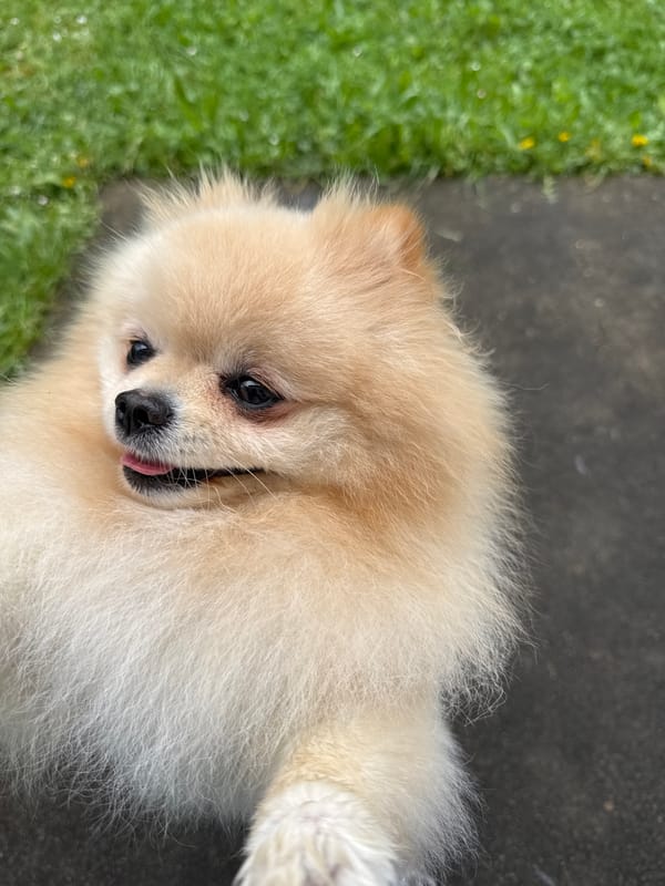 Pomeranian dog rests on grass and pavement in German town