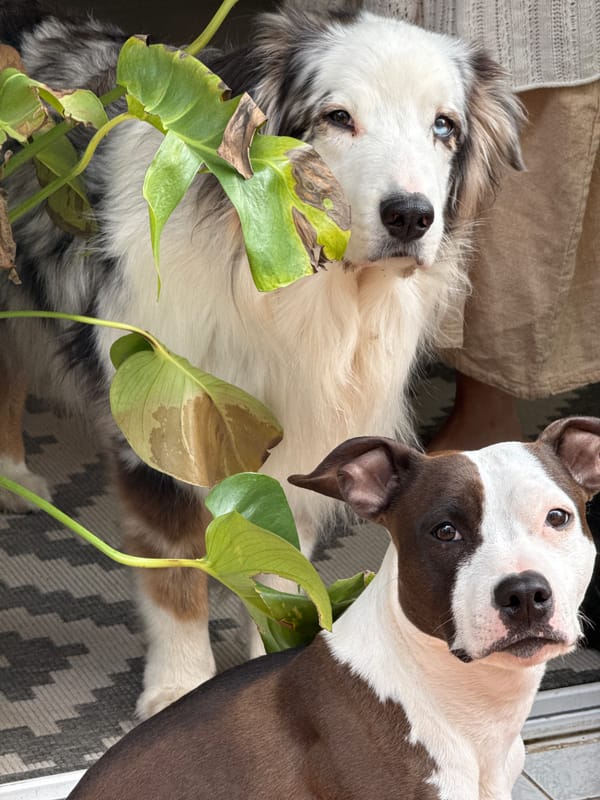 Morning scenes of dogs and streetscape captured in Budva