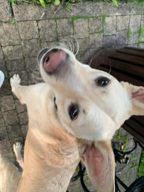 Labrador dog photographed multiple times in Stavropol park setting