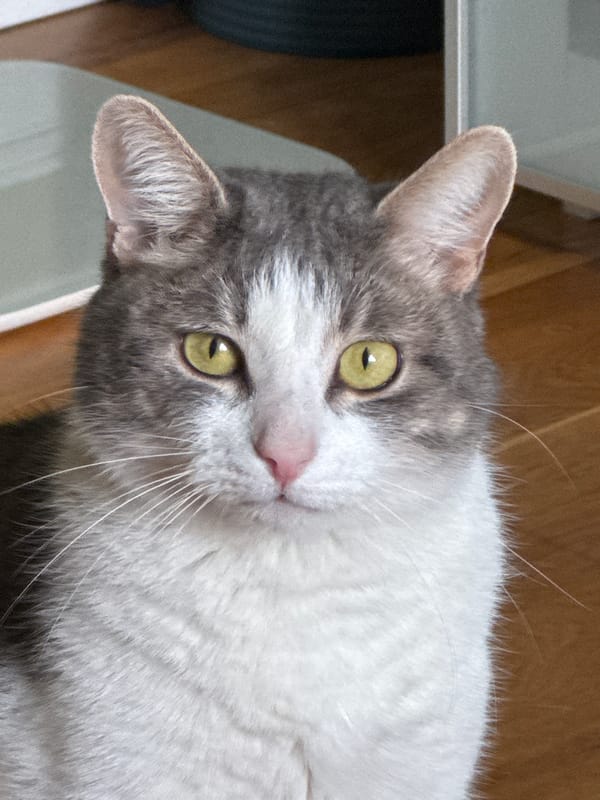 Grey and white cat photographed in Moscow