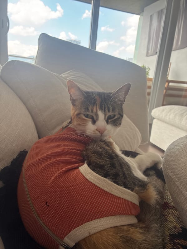Cat in striped garment rests on sofa in Mexico