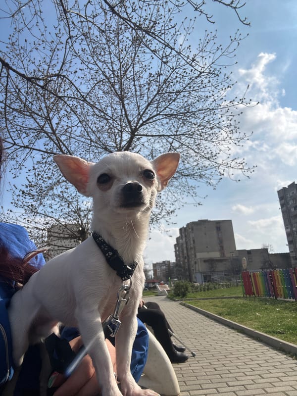 White Chihuahua photographed on owner's lap in Sliven park