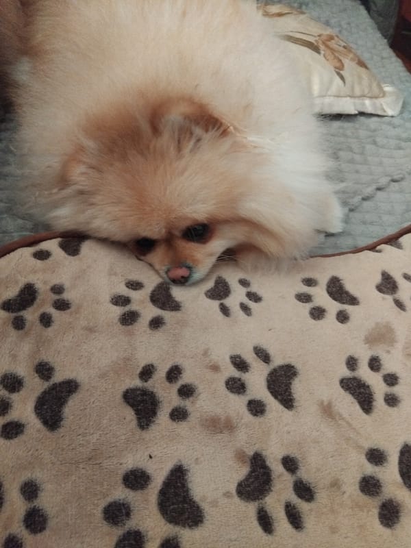 Pomeranian dog captured in domestic moments in Bulgarian home
