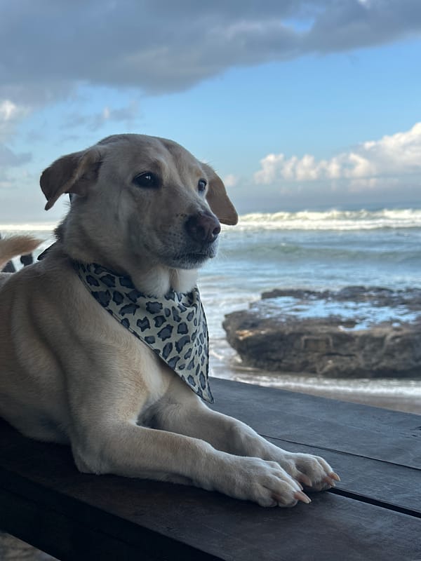 North Kuta beach afternoon: dogs, toddlers, and shoreline foot traffic