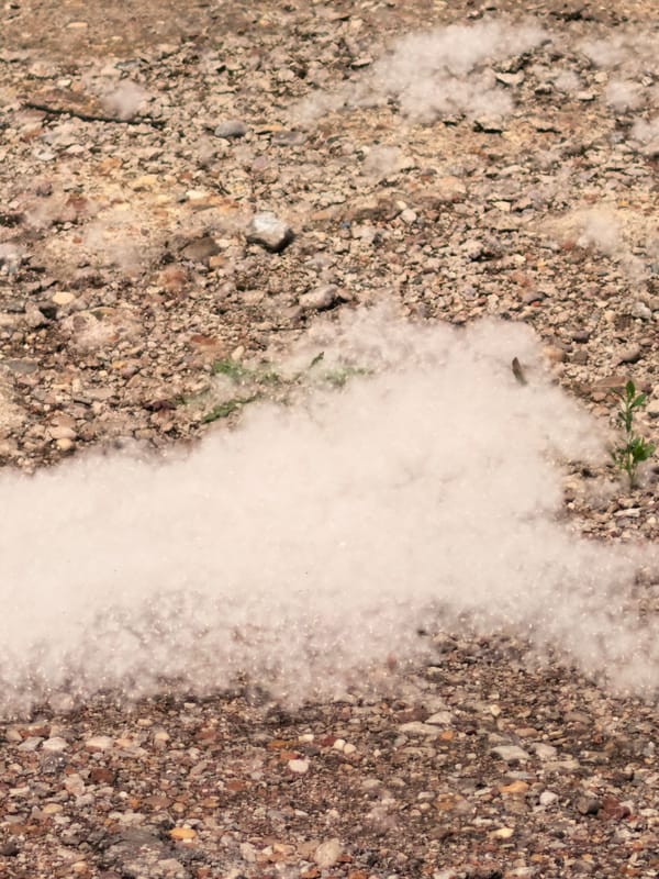 Ordinary moments documented in Sterlitamak amid seasonal poplar fluff