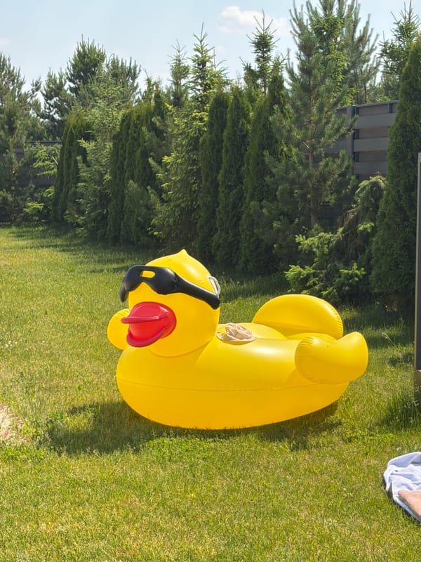 Summer day activities at equestrian swimming facility documented
