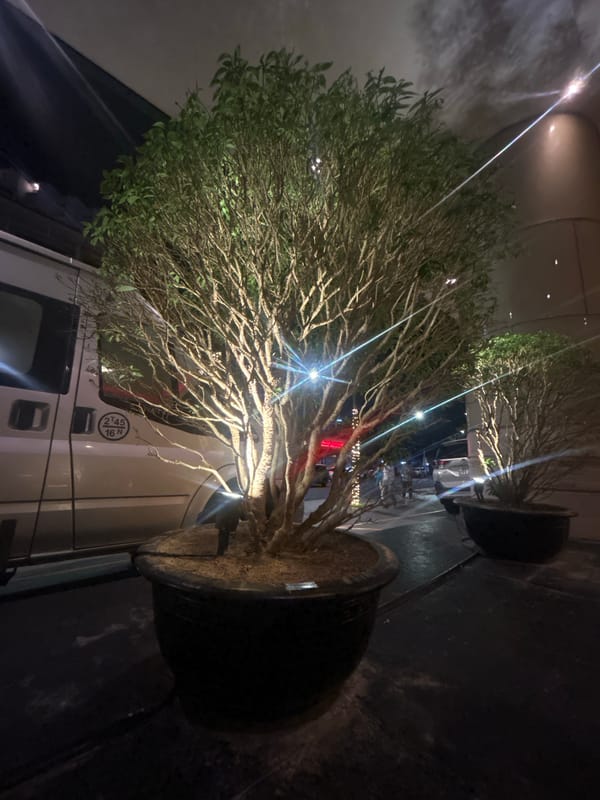 Potted plant observed outside Sheraton Hotel in Nha Trang