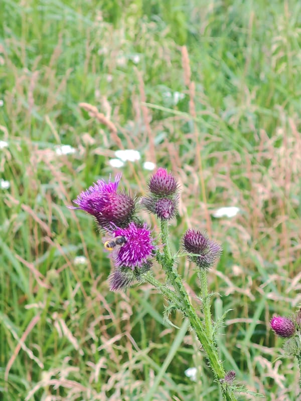Bees on thistle and daisy wildflowers, close-up