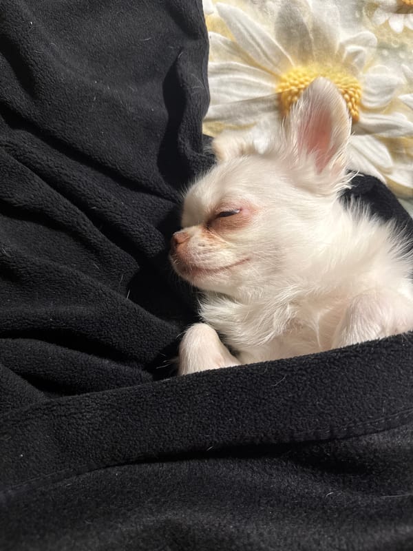 Tiny white chihuahua napping in a black fleece blanket