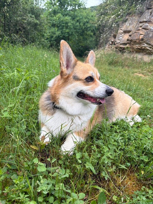 Afternoon hiking activity with dogs documented in Raumbach forests