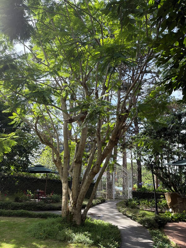 Quiet pre-dawn scenes from Vietnamese hill town gardens and homes