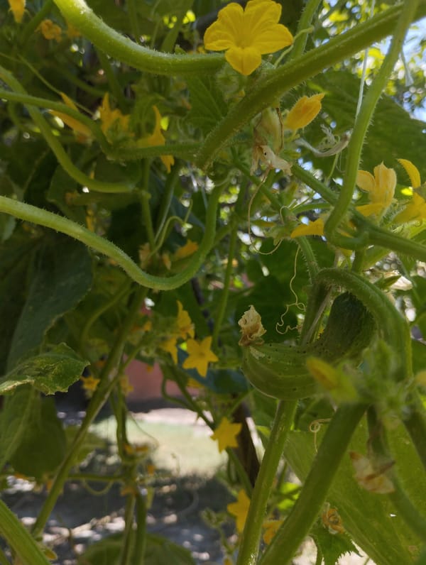 Summer harvest in progress at a Kyrgyz garden