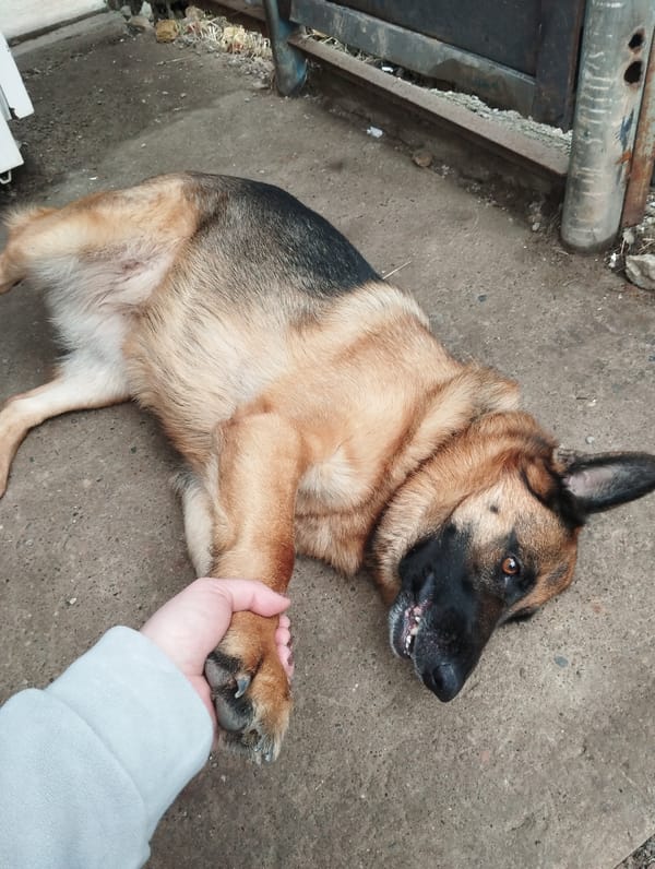Dogs spotted in domestic scenes across Votkinsk, Russia
