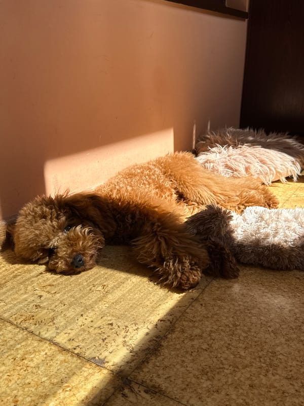 Three dogs rest peacefully in sunny Burgas home