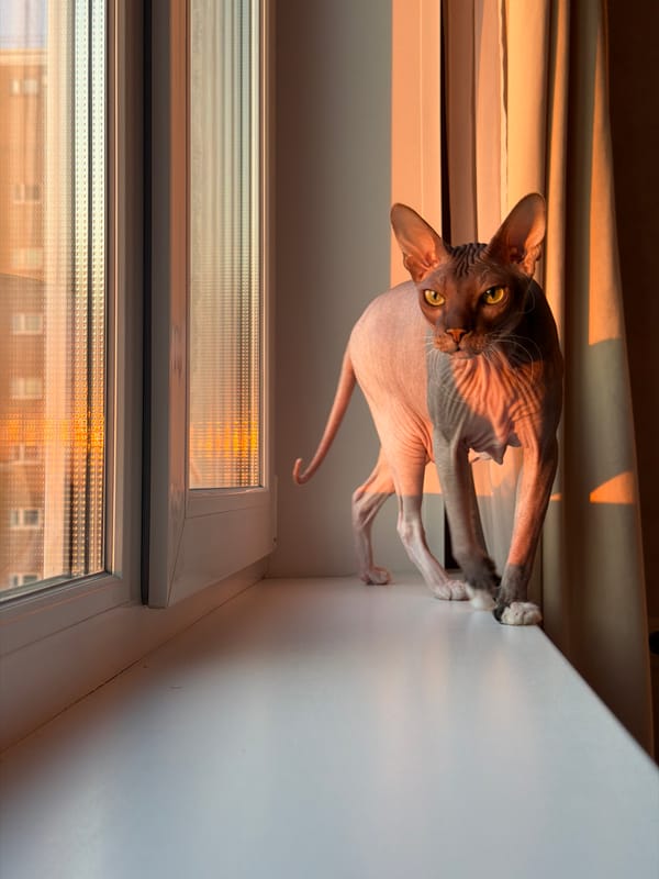 Sphynx cat at home in Izhevsk, golden hour vibes