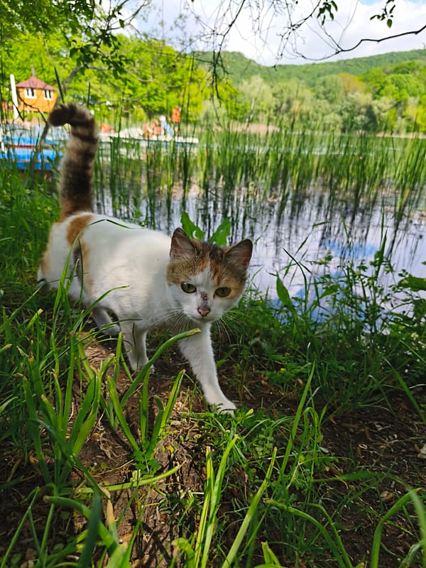 Peaceful outdoor moments with pets, couple documented in Ukraine