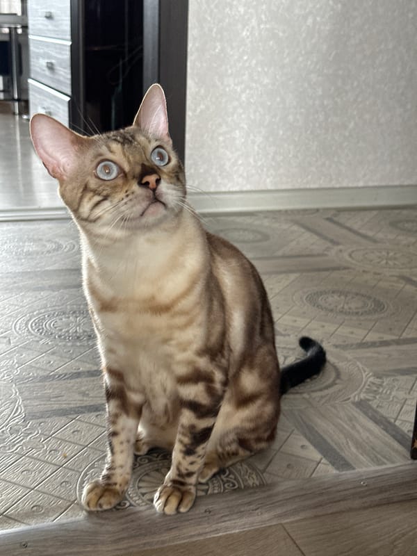 Bengal cat with striking markings rests on tiled floor