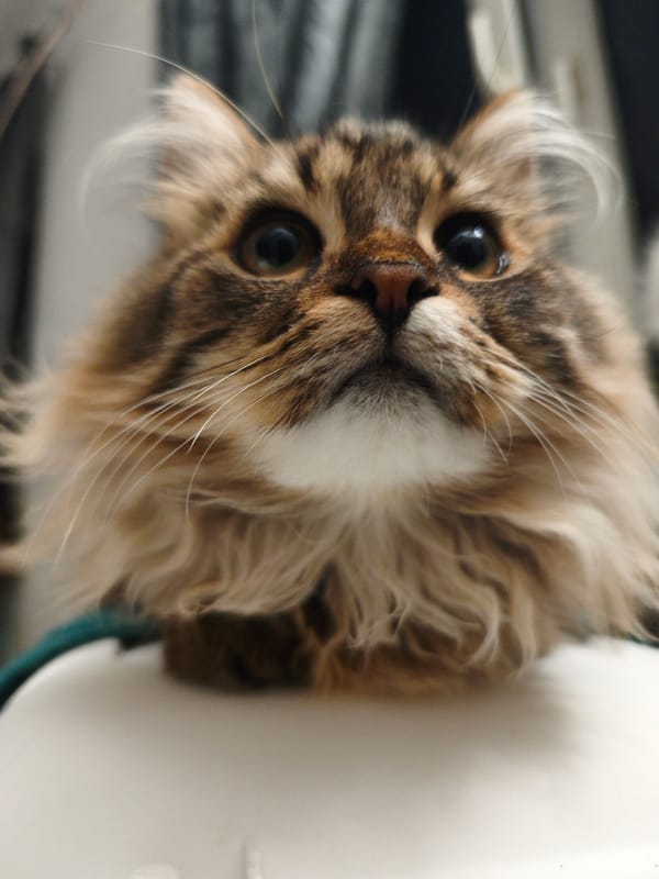 Cats being cats: a quiet evening of feline close-ups