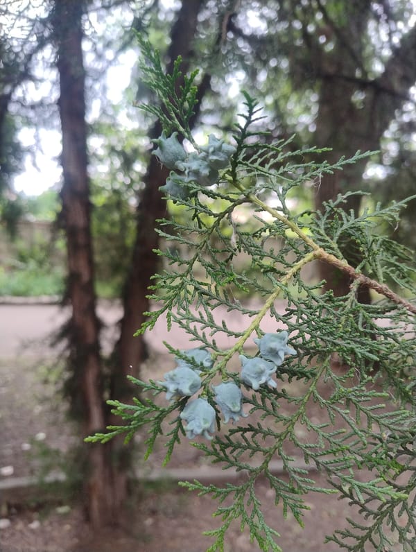 Urban botanical walk capturing tree details and plantings