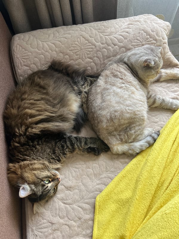 Morning pet cuddles documented in Chaikovsky home