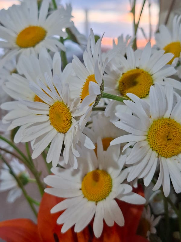 Close-up of a dense white daisy bouquet, yellow centers popping